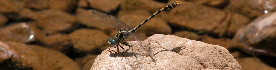libelula