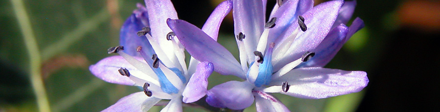 scilla
